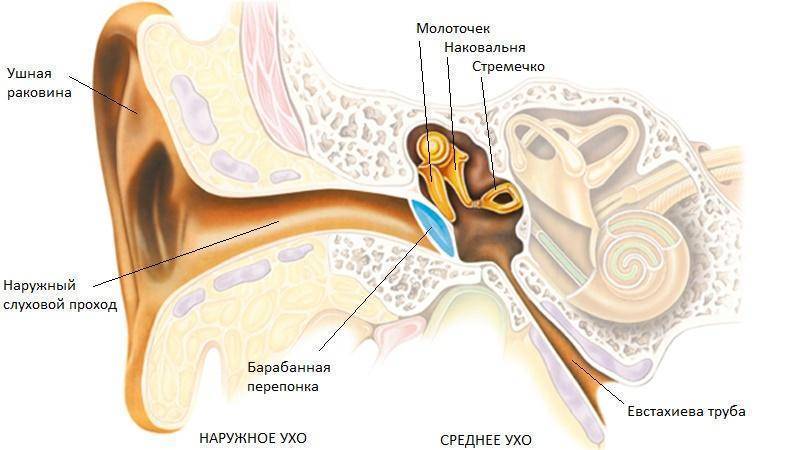Нейросенсорная тугоухость код по мкб-10 и сенсоневральная, кондуктивная глухонемота - хроническое снижение слуха двустороннее неуточненное