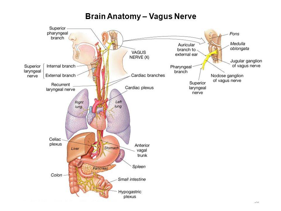 Блуждающий нерв - симптомы и лечение проблемы