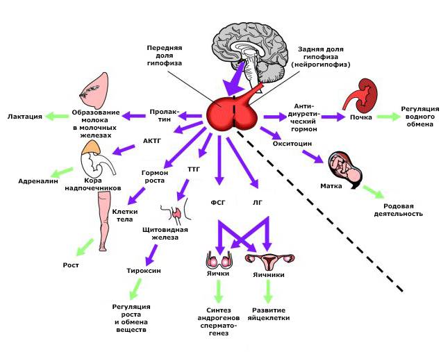 Гиперпролактинемия: причины и симптомы заболевания, какие формы бывают