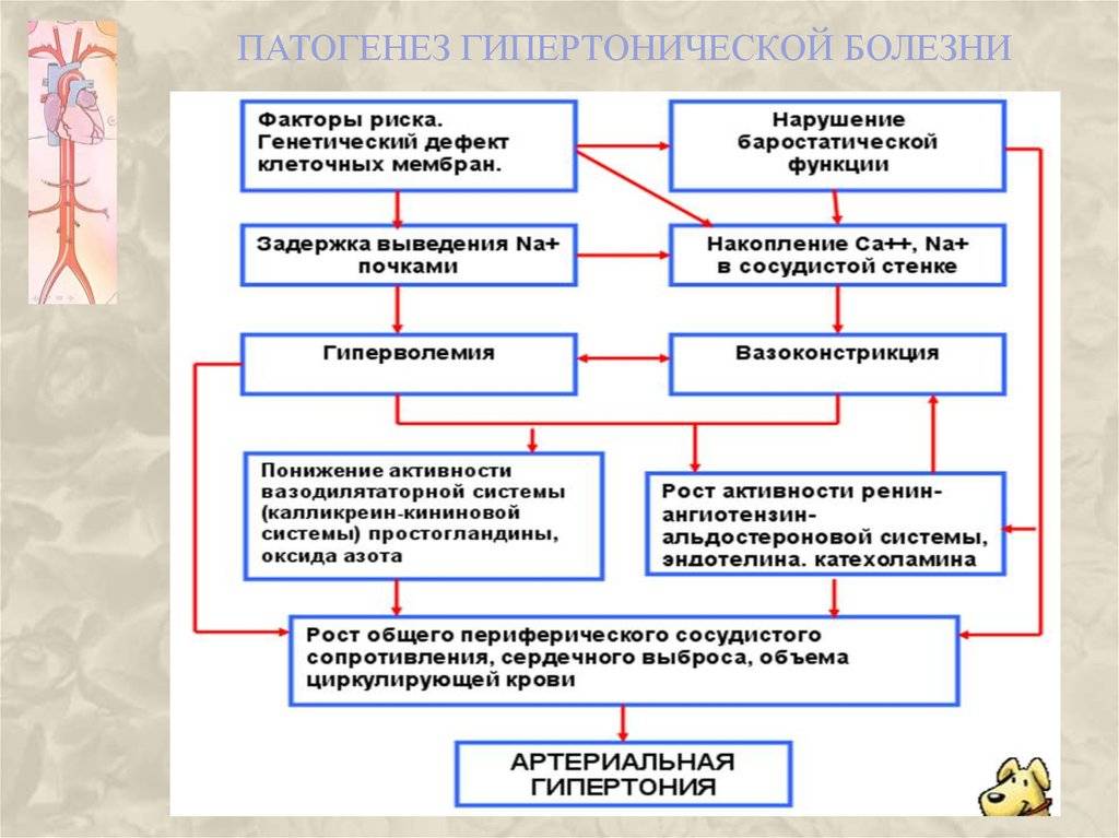 Doclvs.ru | артериальная гипертония у взрослых (клинические рекомендации)