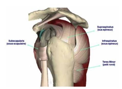 Тендинит надостной мышцы плечевого сустава: методы лечения