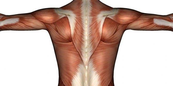 Невралгия спины: причины у взрослых, симптомы, лечение