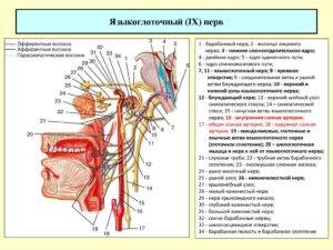 Блуждающий нерв желудка симптомы и лечение