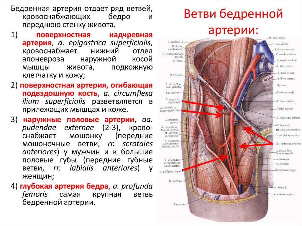Подключичная артерия и ее ветви: левая, правая, поперечная, восходящая, поверхностная