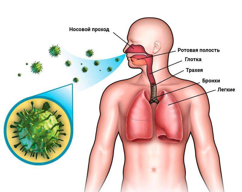 Каким путем происходит заражение туберкулезом легких – как передается палочка коха