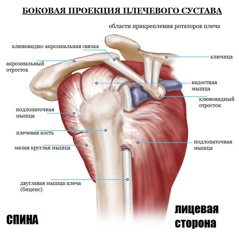 Тендинит надостной мышцы плечевого сустава: причины, симптомы и лечение