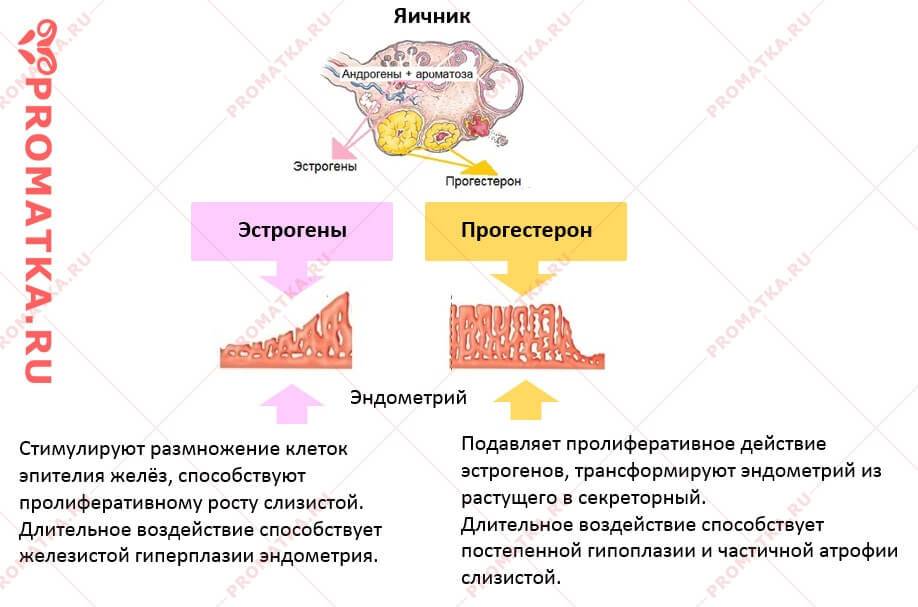 ᐉ первые признаки беременности при менопаузе - sp-medic.ru