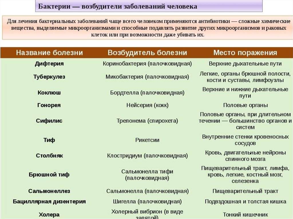 Бактериальная инфекция: бактериолог о формах, отличиях от вирусной, симптоматике, диагностике и лечении