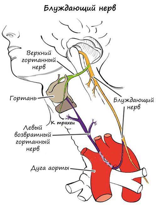 Что такое блуждающий нерв: симптомы и лечение его повреждений - невролог.ру