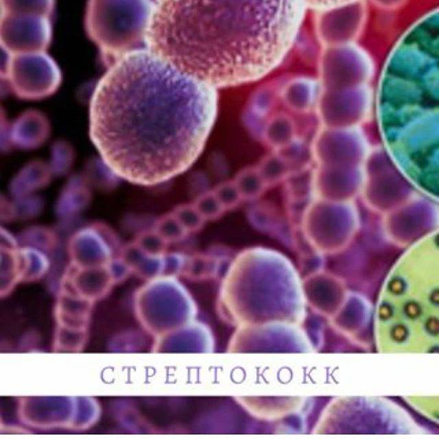 Бактерии стрептококки: группы, болезни, лечение