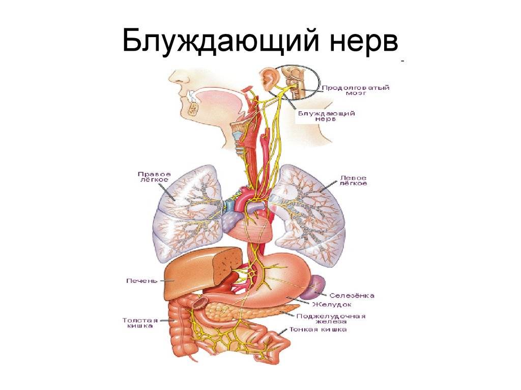 Воспаление блуждающего нерва (неврит): причины, симптомы в зависимости от пораженного отдела, диагностика, методы лечения