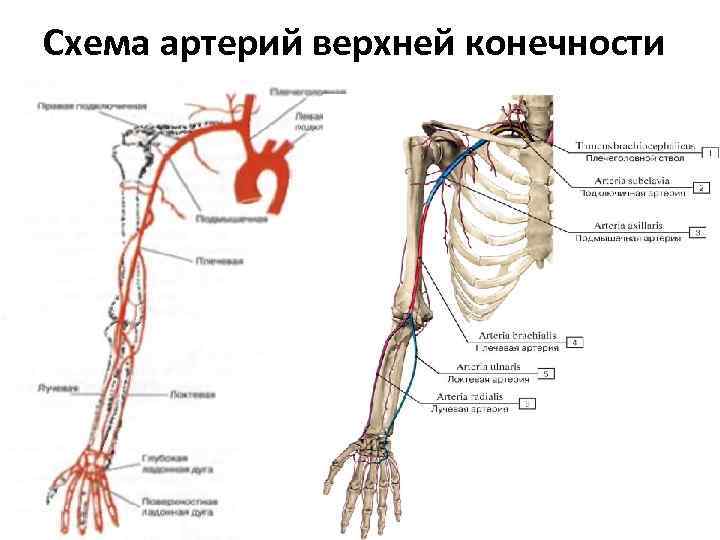 Подключичная артерия. синдром подключичной артерии