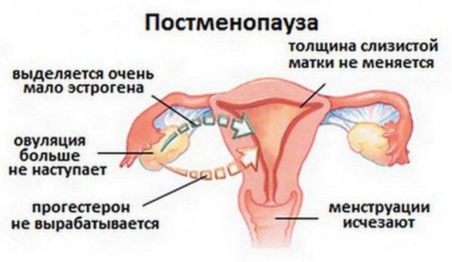 ᐉ увеличение эндометрия при климаксе причины - sp-medic.ru