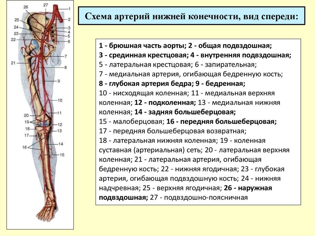 Где проходит лучевая артерия? | анатомия
как найти лучевую артерию? | анатомия