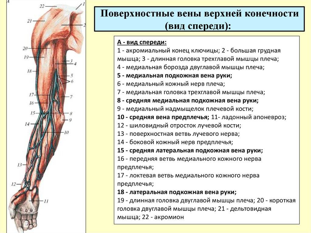 Подключичная артерия: анатомия, топография, сегменты, отделы, ход, диаметр