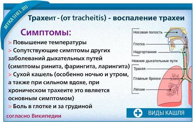 Причины, симптомы и лечение острого трахеита у взрослых и детей
