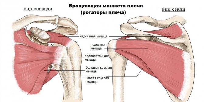 Тендинит плечевого сустава: причины, виды, симптомы и лечение
