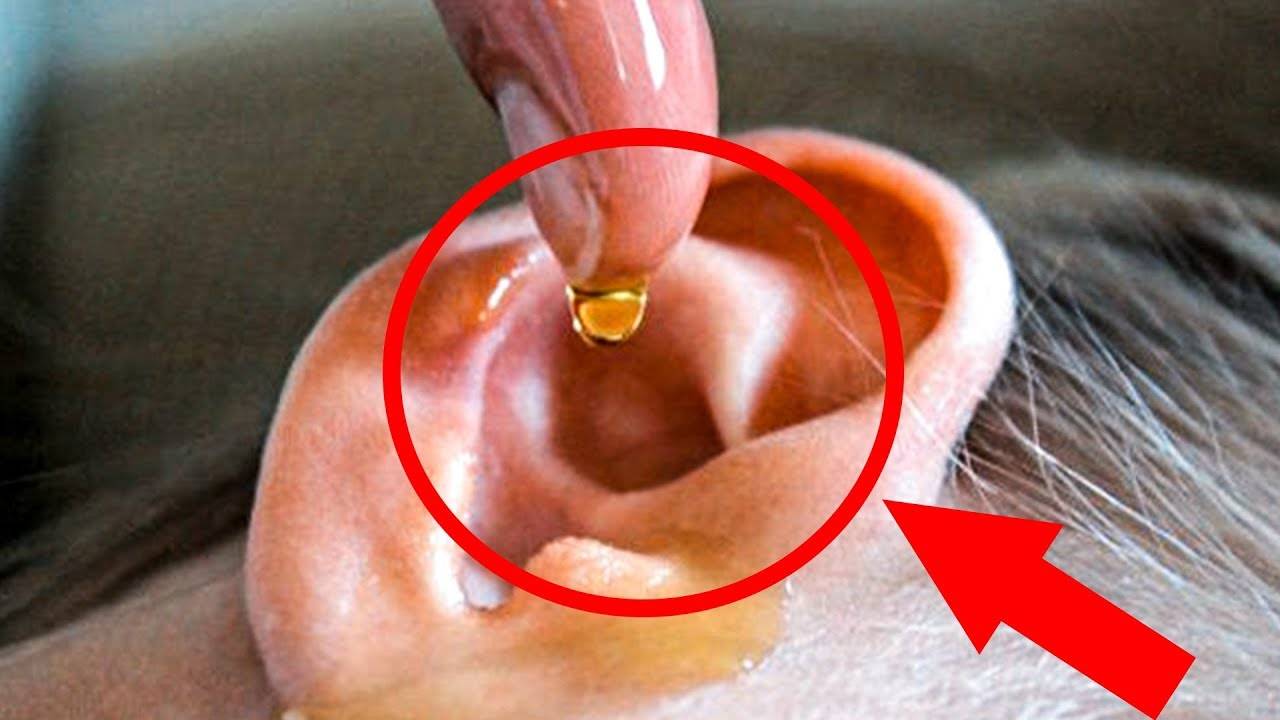 Капли от серных пробок в ушах: список эффективных